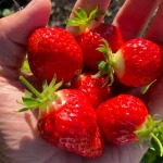 Frukt och bär A-Ö