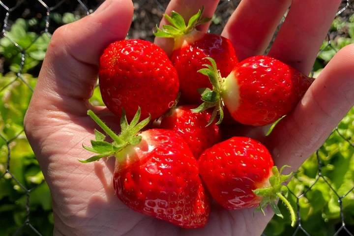 Frukt och bär A-Ö