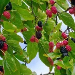 Frukt och bär A-Ö