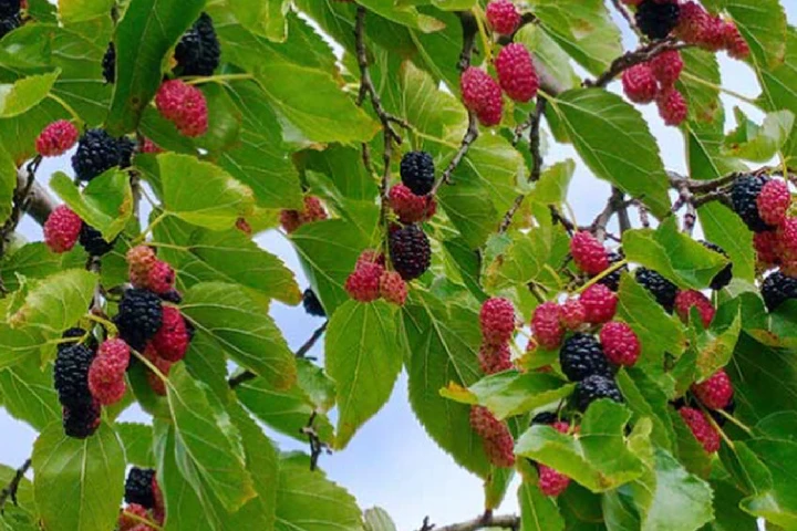 Frukt och bär A-Ö